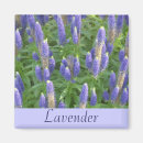 Search for scents magnets Lavender
