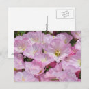 Search for close postcards Pink