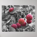 Search for fruit posters Black and white
