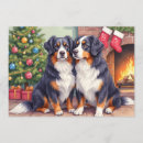 Search for berners cards Berner sennenhund