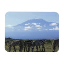 Search for amboseli Herd