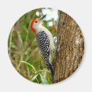 Search for watcher magnets Animal