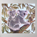 Search for eucalyptus tree posters Koala