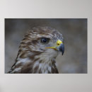 Search for hawk paintings posters Falcons