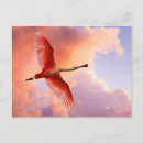 Search for roseate postcards Animal
