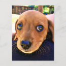 Search for dachshund puppy postcards Pet