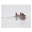 Search for merganser posters Nature