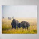 Search for bison posters Hayden valley