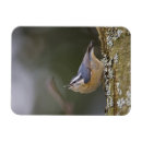 Search for tree trunks magnets Animal