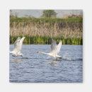 Search for breeding magnets Bird