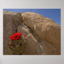 Search for mojave posters Dry