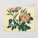Search for sweetness postcards Flowers