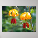 Search for lilly posters Lillies