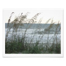 Search for dune grass posters Ocean