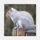 Search for gray squirrel magnets Grey