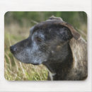 Search for bull terrier mousepads Staffordshire