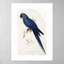 Search for macaws posters Watercolor