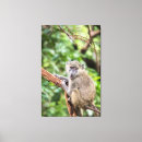 Search for baboon canvas prints Monkey