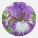 Search for purple iris stickers Nature