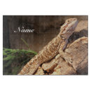 Search for bearded dragon Scales