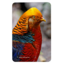 Search for pheasants magnets Golden pheasant