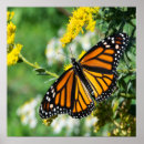 Search for beautiful butterflies posters Black