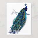 Search for love peacocks postcards Bird