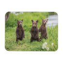 Search for brown bear magnets Animals in the wild