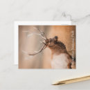 Search for bull postcards Yellowstone national park