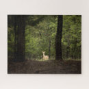 Search for white tail deer Forest