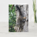 Search for squirrel photos cards Tree