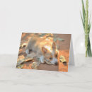 Search for shy cards Dog
