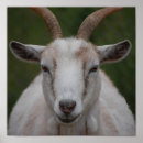 Search for farm animals posters White