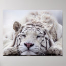 Search for save tiger posters Feline