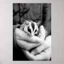 Search for glider posters Animal