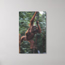 Search for orangutan canvas prints Wildlife