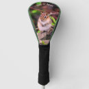 Search for chipmunks Nature