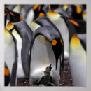 Search for young bird posters Photography