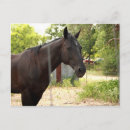 Search for horses horizontal postcards Black