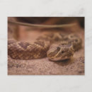 Search for rattles postcards Snake
