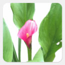 Search for pink lilies stickers Pretty