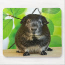 Search for guinea pig mousepads Pets