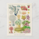 Search for great barrier reef postcards Vintage