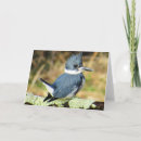 Search for kingfishers cards Belted kingfisher