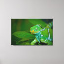 Search for iguana canvas prints Nature