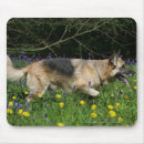 Search for german shepherd dog mousepads Flowers