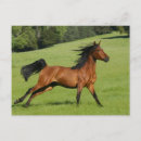 Search for horse run postcards Equine