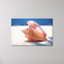 Search for beach shells canvas prints Conch shell