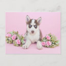 Search for husky puppy postcards Alaskan malamute