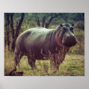 Search for omnivorous posters Africa